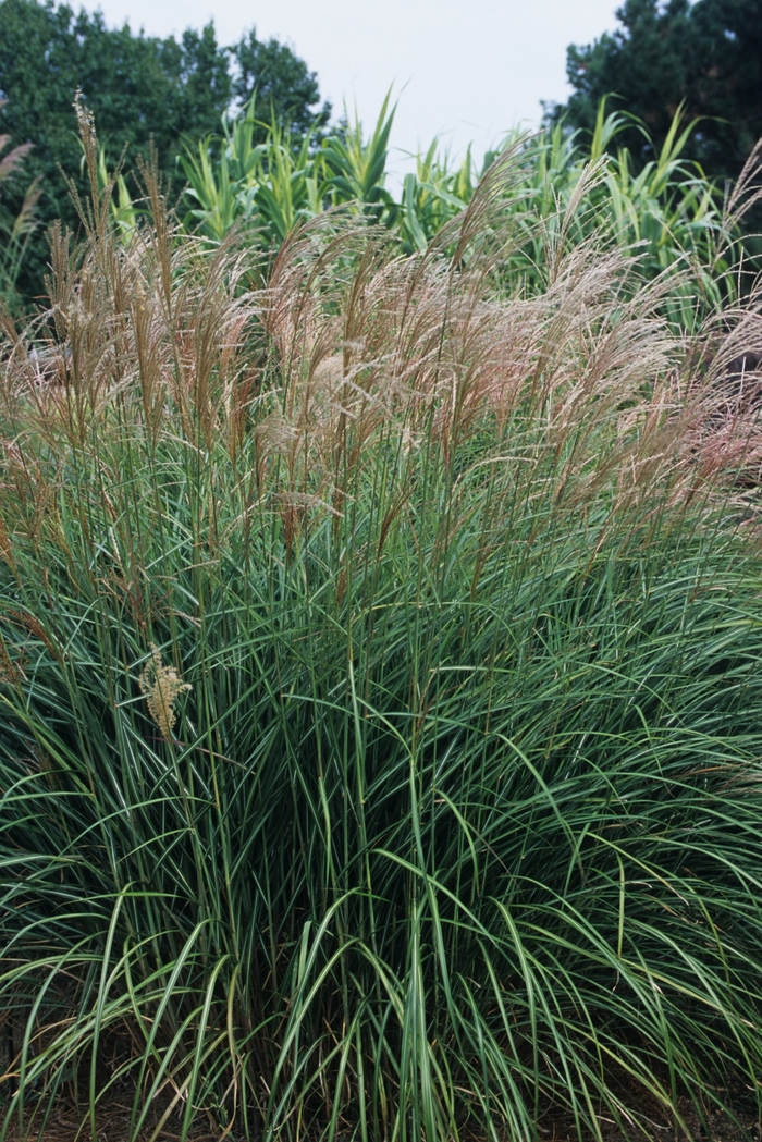 Maiden Grass - Miscanthus sinensis Variegated from How Sweet It Is