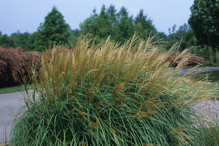 Maiden Grass - Miscanthus sinensis 'Adagio' from How Sweet It Is