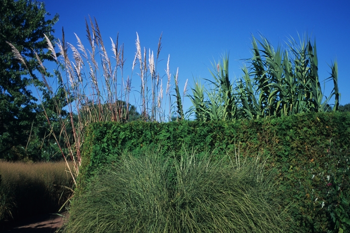 Maiden Grass - Miscanthus sinensis 'Morning Light' from How Sweet It Is