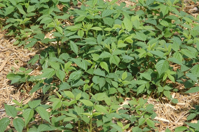 Raspberry - Rubus idaeus var. strigosus 'Heritage' from How Sweet It Is