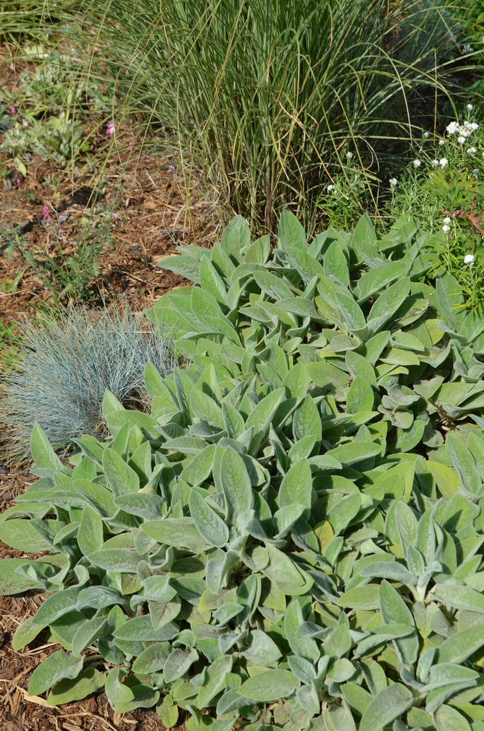 Lambs' Ears - Stachys byzantina from How Sweet It Is