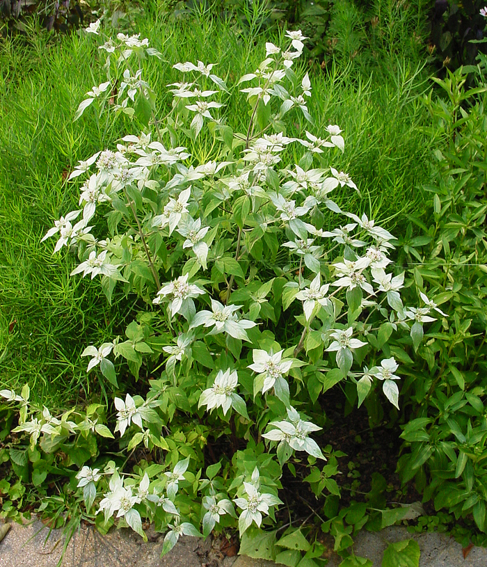 Short Toothed Mountain Mint - Pycnanthemum muticum from How Sweet It Is