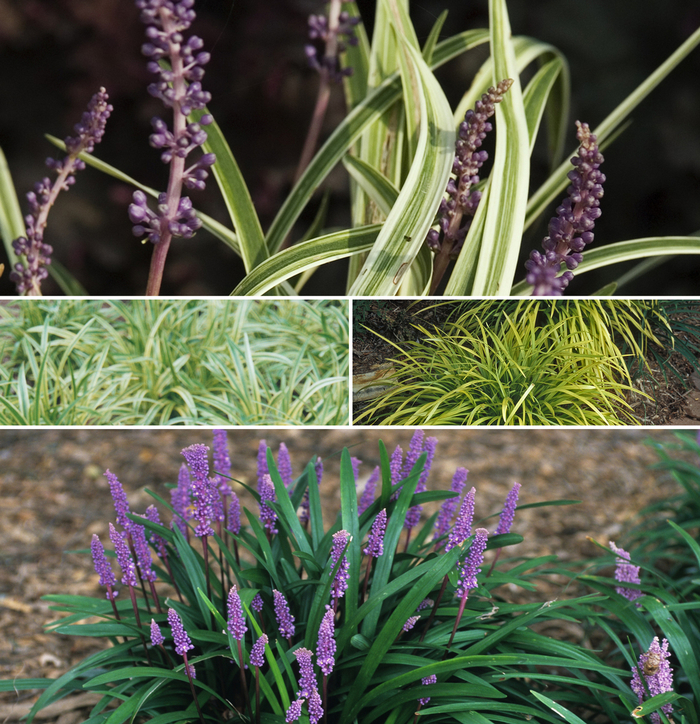 Liriope - Lilyturf - Multiple Varieties from How Sweet It Is