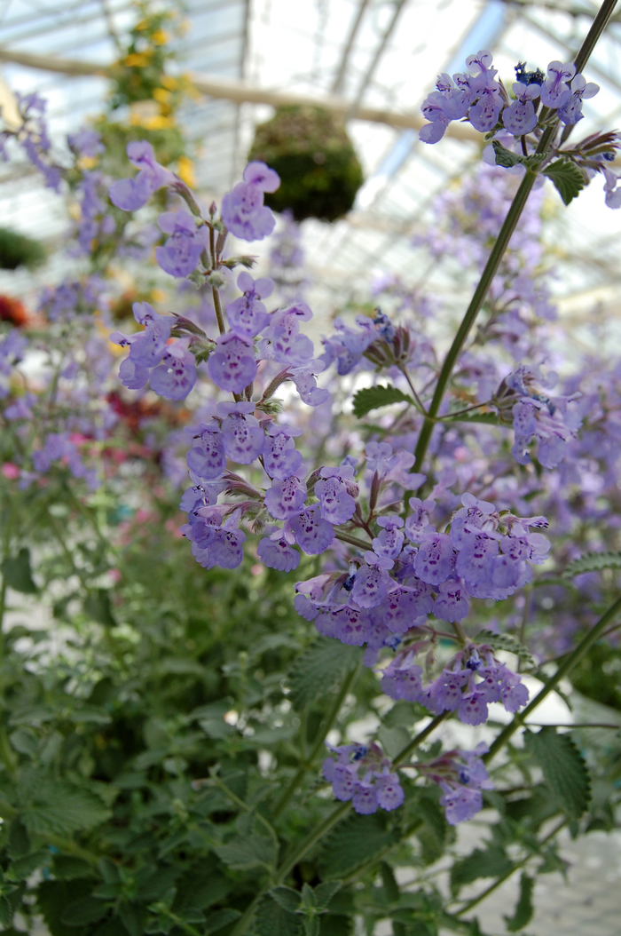 Catmint - Nepeta racemosa 'Walker's Low' from How Sweet It Is