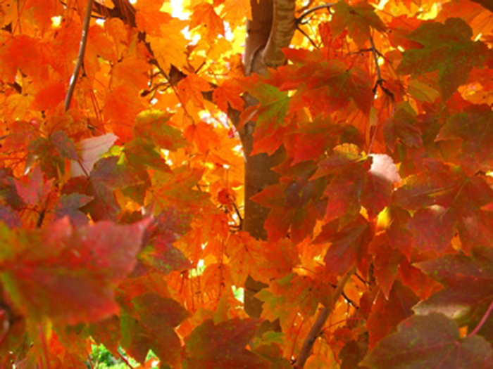 Maple - Acer rubrum 'October Glory' from How Sweet It Is