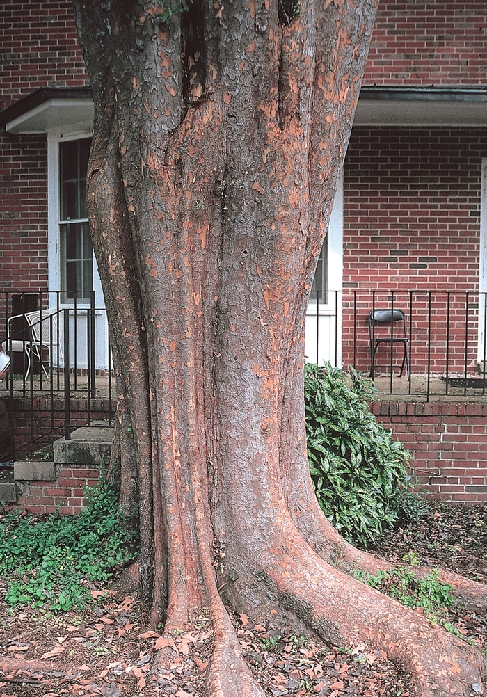 Elm - Ulmus parvifolia 'Allee®' from How Sweet It Is