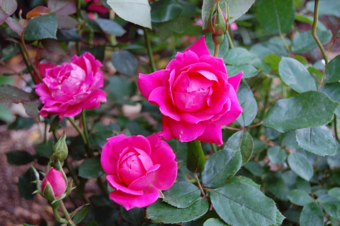 Pink Double Knock Out® - Rosa 'Radtkopink' PP18507, CPBR 3757 from How Sweet It Is