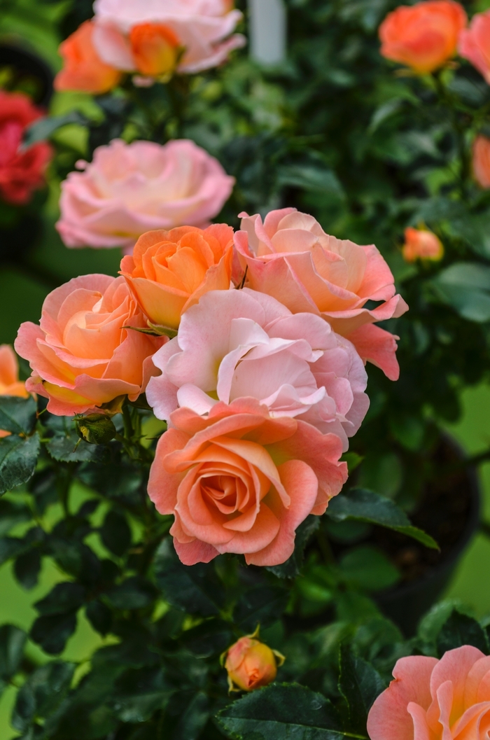 Rose Drift - Shrub Rose Peach Drift® from How Sweet It Is