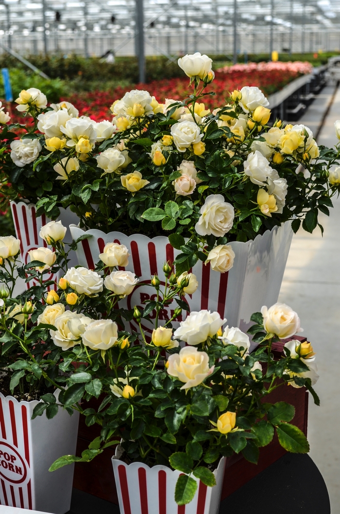 Popcorn Drift Rose - Rosa 'Novarospop' from How Sweet It Is