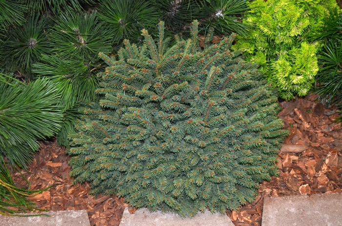 Spruce - Picea abies 'Elegans' from How Sweet It Is