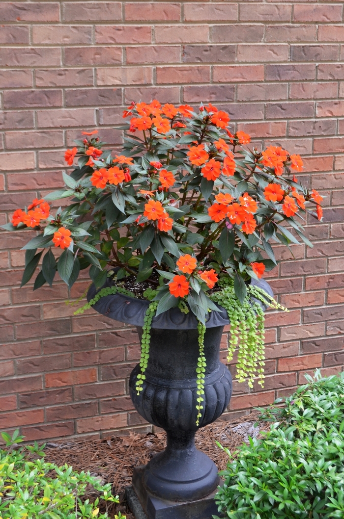 SunPatiens® Compact Electric Orange - Impatiens x hybrida from How Sweet It Is