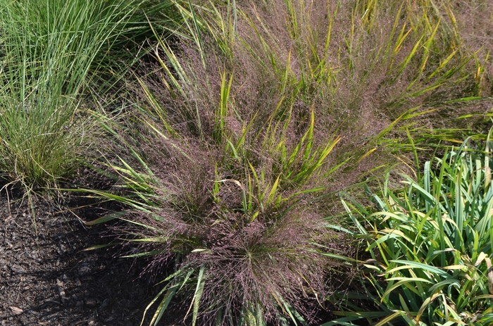 Purple Love Grass - Eragrostis spectabilis from How Sweet It Is