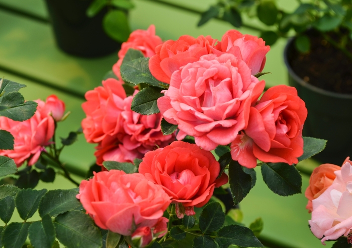 Coral Drift Rose - Rosa 'Meidriflora' from How Sweet It Is