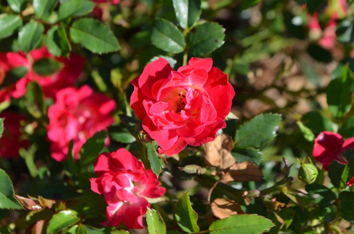 Red Drift® Rose - Rosa 'Meigalpio' PP17877 from How Sweet It Is