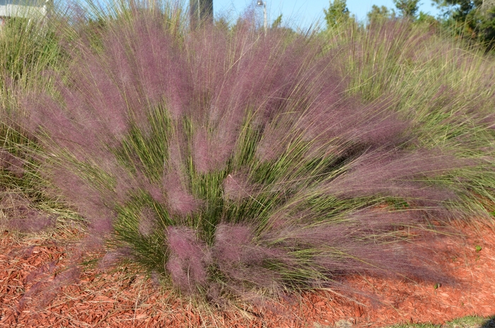 Pink Muhly Grass - Muhlenbergia capillaris from How Sweet It Is