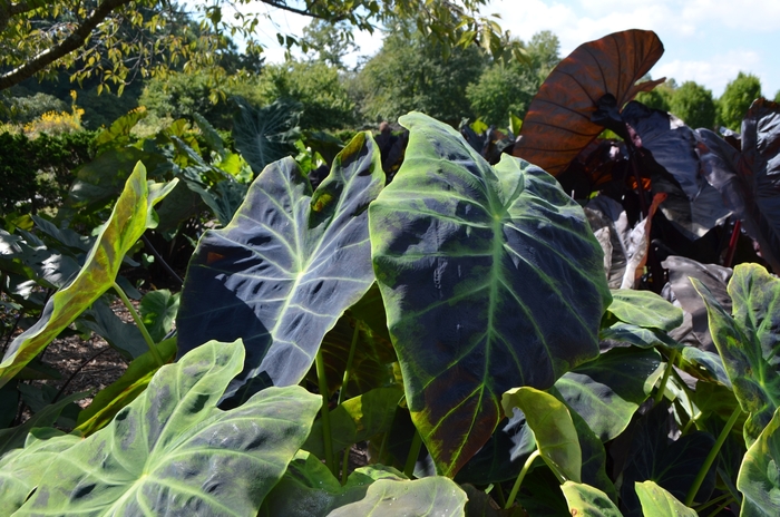 'Illustris' - Colocasia esculenta from How Sweet It Is