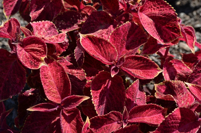 Wizard® 'Velvet Red' - Coleus/Solenostemon from How Sweet It Is