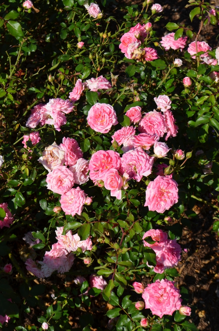 Sweet Drift Rose - Shrub Rose 'Sweet Drift®' from How Sweet It Is