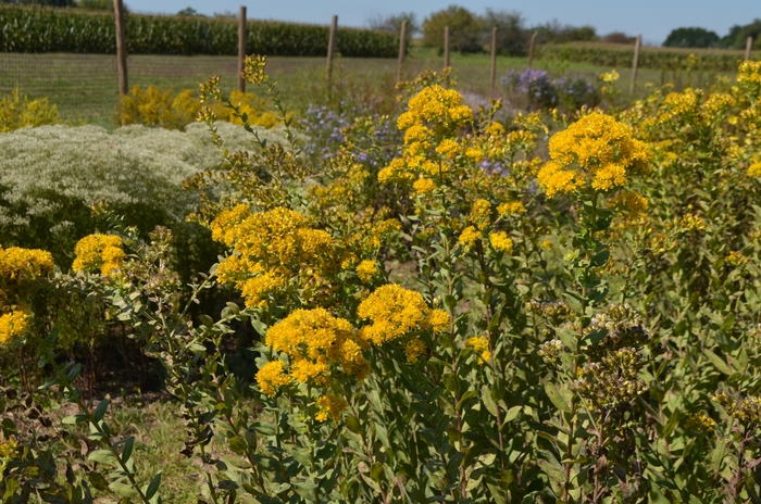 Stiff Goldenrod - Solidago rigida from How Sweet It Is