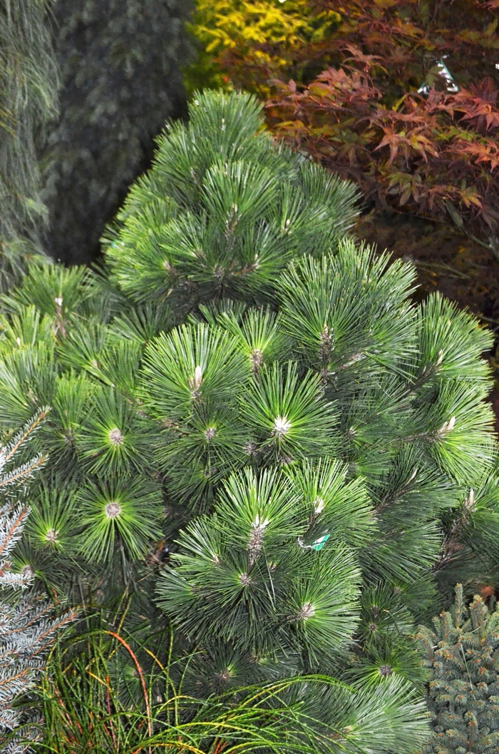 Pine - Pinus thunbergii 'Thunderhead' from How Sweet It Is