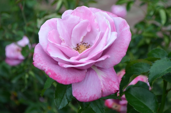 Rose Tea - Rosa 'Barbara Streisand' from How Sweet It Is