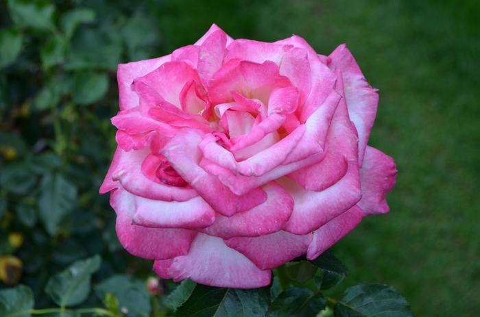 California Dreamin'™ - Rosa 'Meibihars' PP21388 from How Sweet It Is