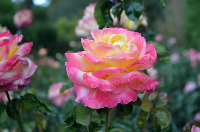 Love & Peace® - Rosa 'Baipeace' PP14731 from How Sweet It Is