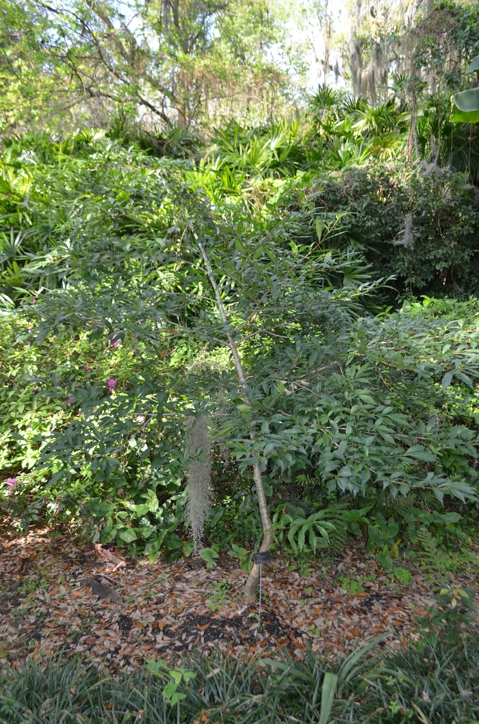 Chinese Buttonbush - Adina pilulifera from How Sweet It Is