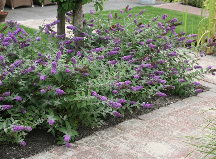 Butterfly Bush - Buddleia x Lo & Behold® 'Blue Chip' from How Sweet It Is