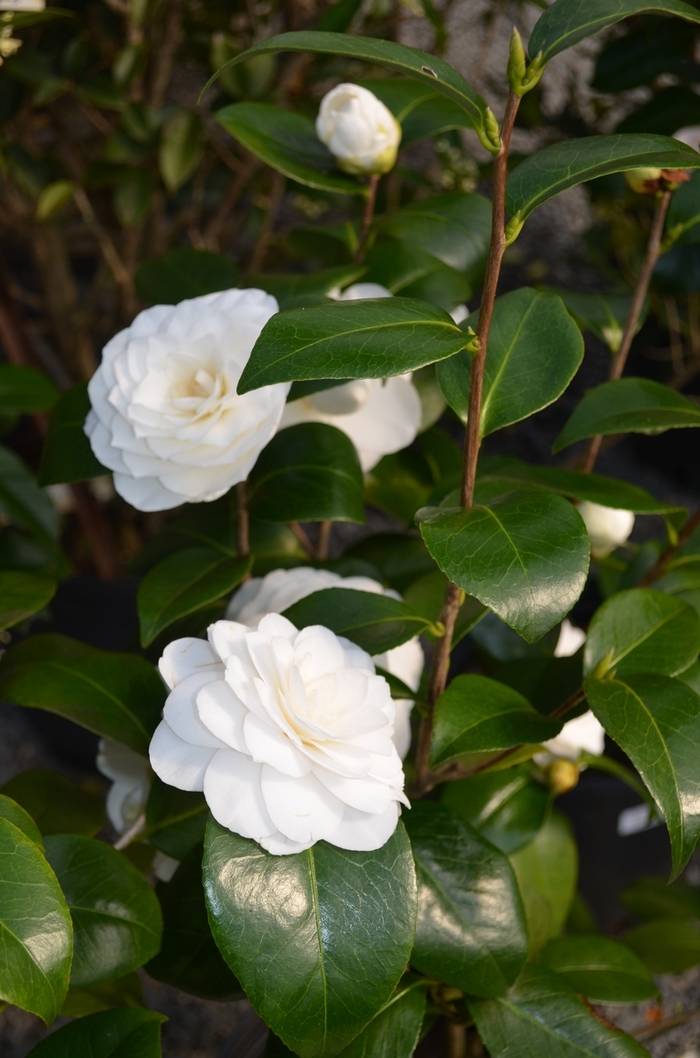 Camellia - Camellia japonica from How Sweet It Is