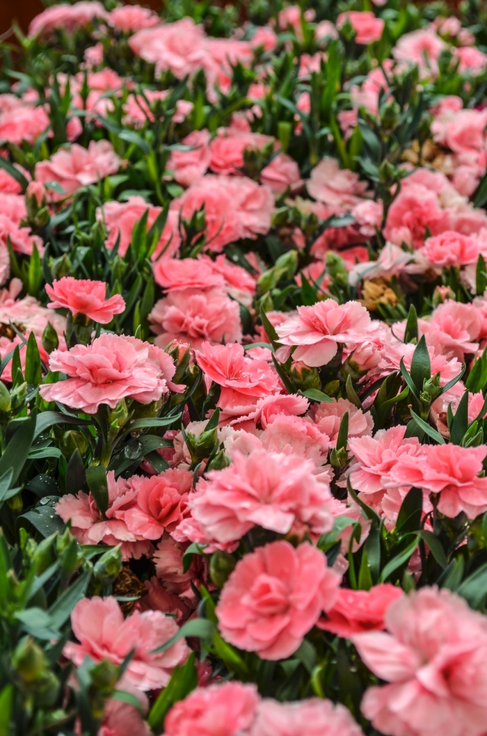 Dianthus - Dianthus caryophyllus 'Oscar Pink' from How Sweet It Is