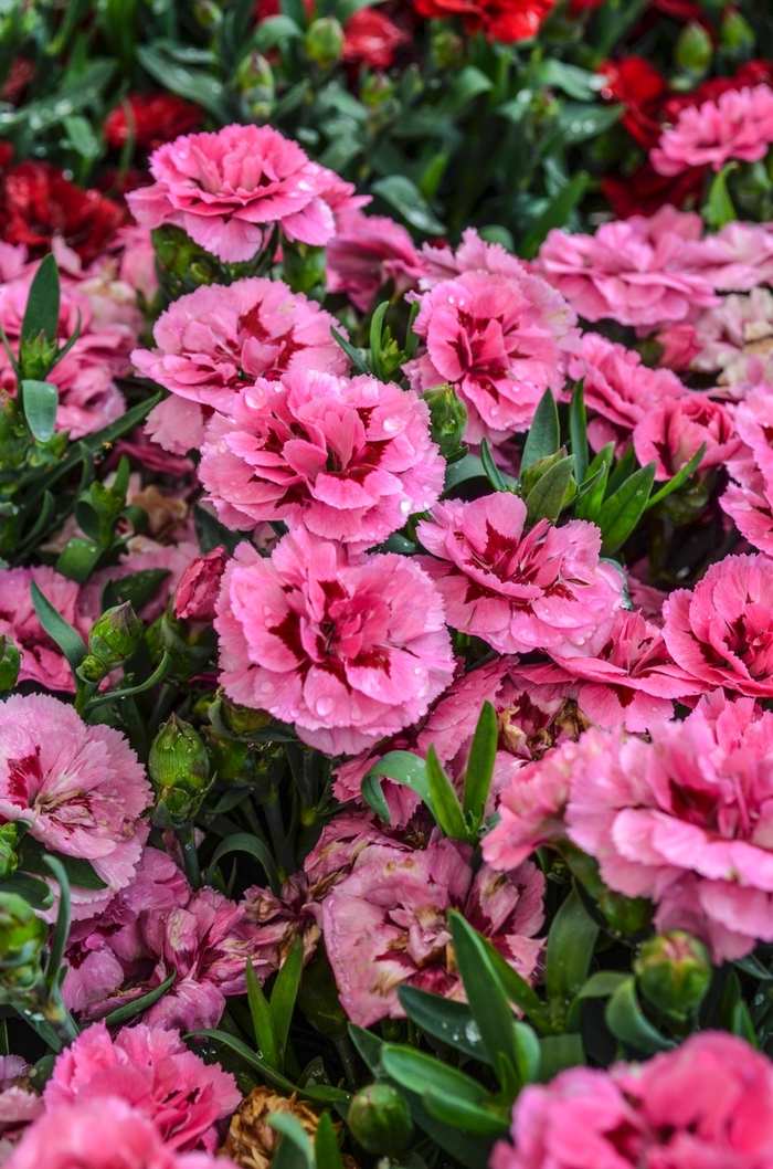 Dianthus - Dianthus caryophyllus 'Oscar Pink + Purple' from How Sweet It Is