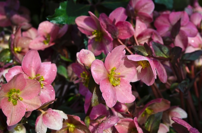 Hellebore - Helleborus 'Pink Frost' from How Sweet It Is