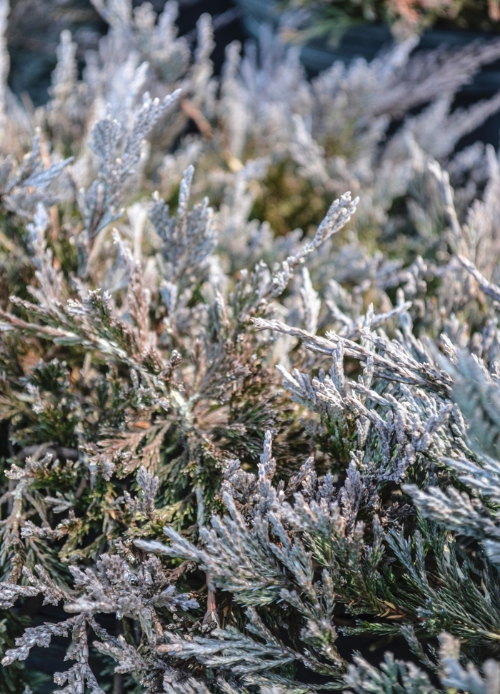 Juniper - Juniperus horizontalis 'Bar Harbor' from How Sweet It Is