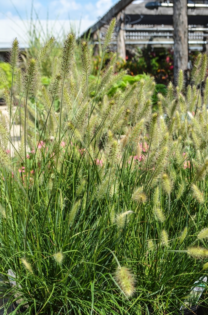 Fountain Grass - Pennisetum alopecuroides 'Hameln' from How Sweet It Is