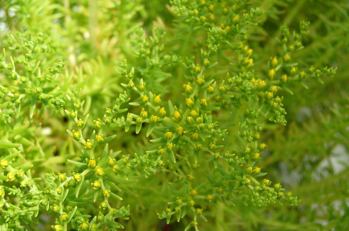 'Lemon Ball' - Sedum mexicanum from How Sweet It Is