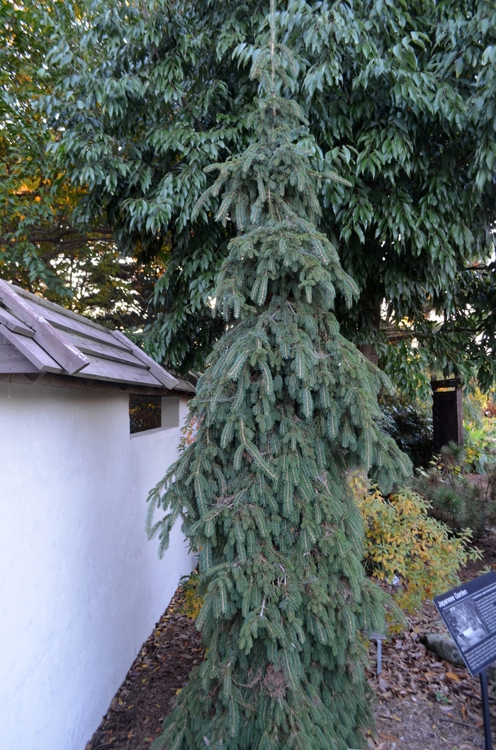 Spruce - Picea glauca 'Pendula' Weeping White from How Sweet It Is