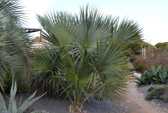 Palm - Sabal palmetto 'Cabbage' from How Sweet It Is