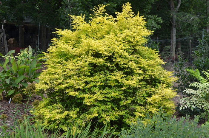 Ligustrum - Ligustrum sinense 'Sunshine' from How Sweet It Is