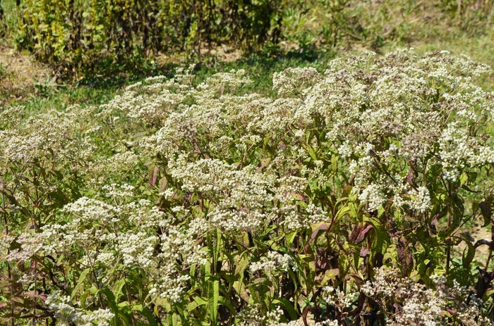 Common Boneset - Eupatorium perfoliatum from How Sweet It Is