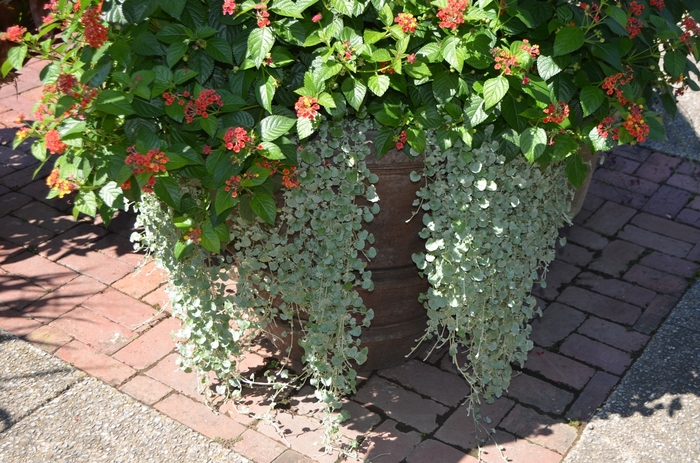 Silver Falls™ Dichondra - Dichondra argentea from How Sweet It Is