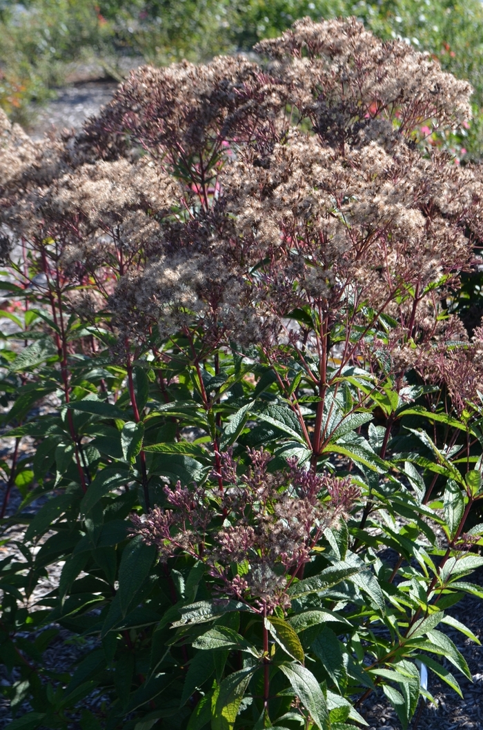 Joe Pye Weed - Eupatorium dubium 'Baby Joe' from How Sweet It Is