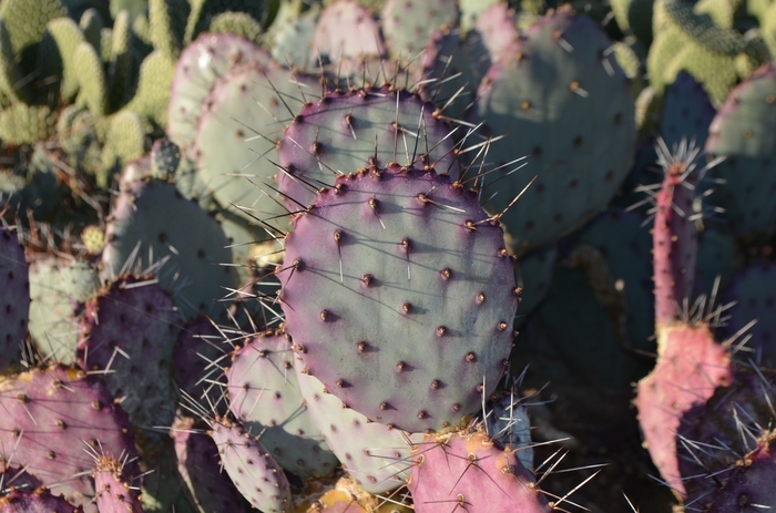 Black-Spine Prickly Pear - Opuntia macrocentra from How Sweet It Is