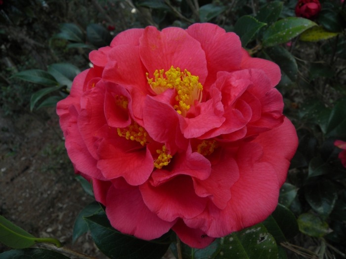 Camellia - Camellia japonica 'Kramer's Supreme' from How Sweet It Is