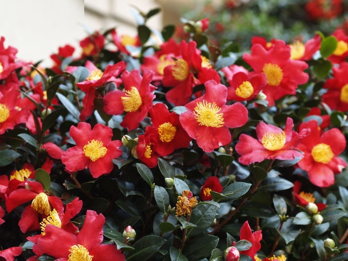 Camellia - Camellia sasanqua 'Yuletide Candle' from How Sweet It Is