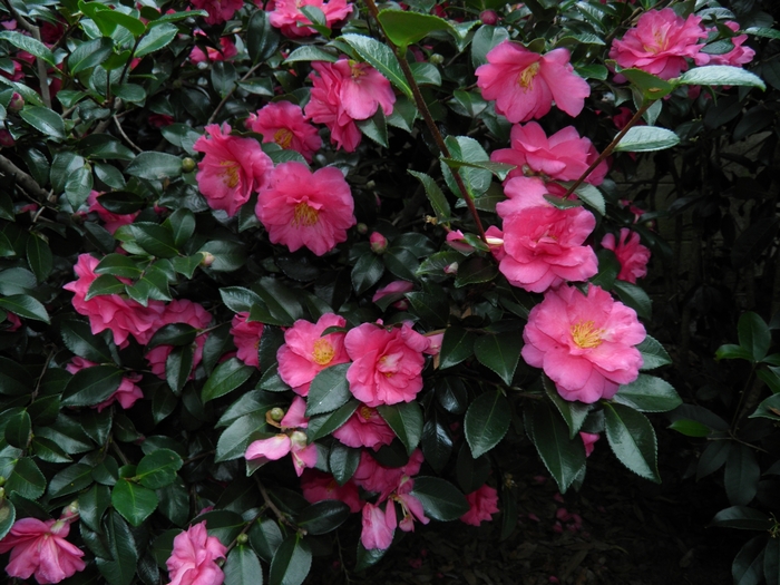 Camellia - Camellia 'Shishi-Gashira' from How Sweet It Is