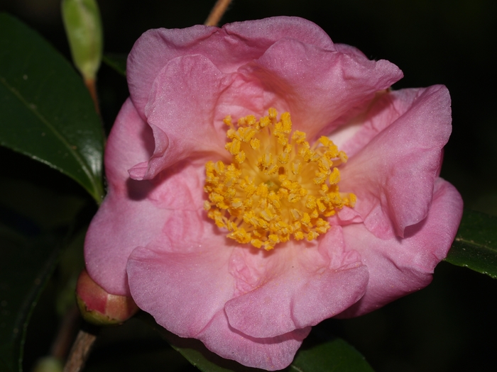 Camellia - Camellia 'Winter's Joy' from How Sweet It Is