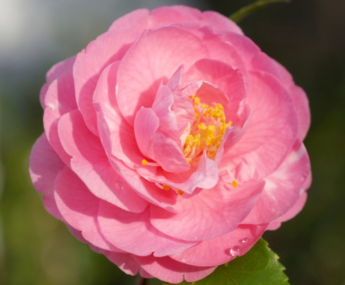 Camellia - Camellia 'Fragrant Joy' from How Sweet It Is