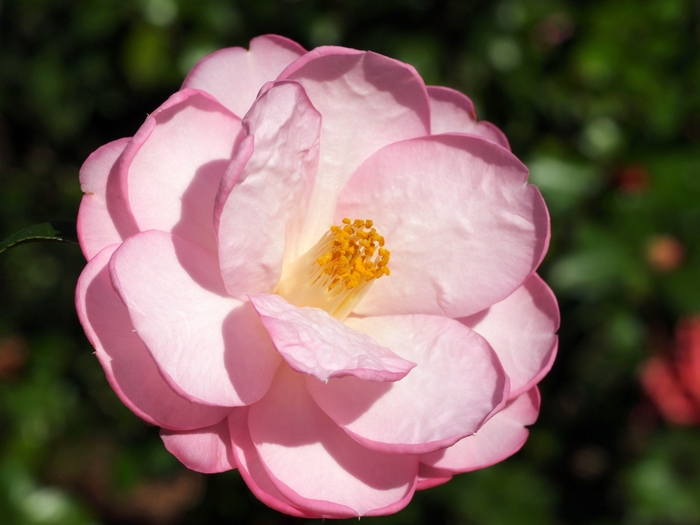 Camellia - Camellia 'Taylor's Perfection' from How Sweet It Is