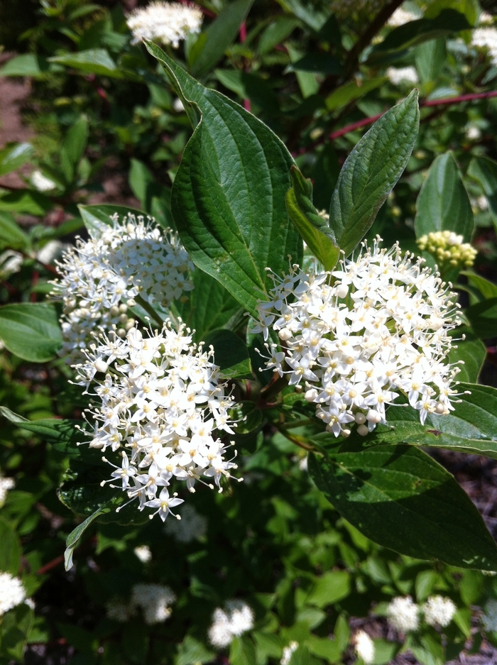 Dogwood - Cornus alba 'Sibirica' Redbark from How Sweet It Is